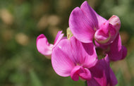 Sweet Pea (PEAK)