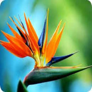 Bird of Paradise (PEAK)