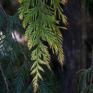 Cedar (PEAK)
