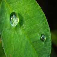 Green Clover & Aloe (PEAK)