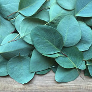 Eucalyptus Leaf (PEAK)