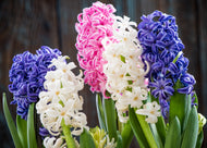 Hyacinth (PEAK)