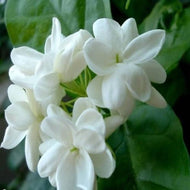 Jasmine (PEAK)