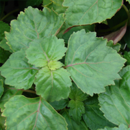 Patchouli (PEAK)