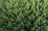 Spruce Christmas Tree (PEAK)