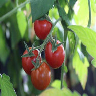 Garden Tomato