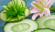 Sea Lily & Cucumber - NEW!