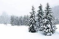 Snowtops on Evergreens  DISCONTINUED