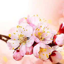 Japanese Cherry Blossom BBW Type (PEAK)