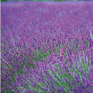 ENGLISH LAVENDER