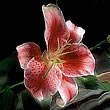 Stargazer Lily (PEAK)