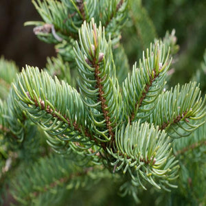 Balsam Fir