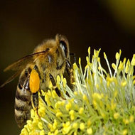 Botanical Orchard & Nectar (PEAK)