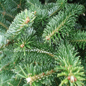 Fraser Fir (PEAK)