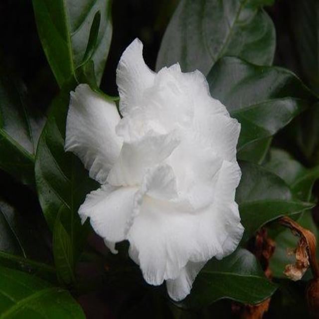 Gardenia (PEAK)
