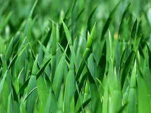 Tall Grass (PEAK)