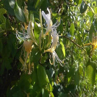 Honeysuckle (PEAK)