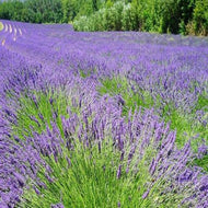 Lavender Fields