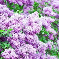 Lilac Blossoms