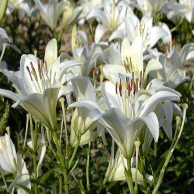 White Lily & Amber (Peak)