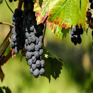 Muscadine Grapes