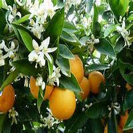 Orange Blossom (PEAK)