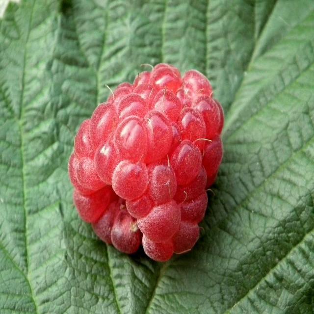 Raspberry Patchouli