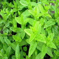 Spearmint