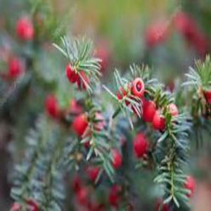 Spruceberry (PEAK)