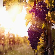 Sundrenched Vineyard (Peak)