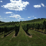 Vineyard (PEAK)